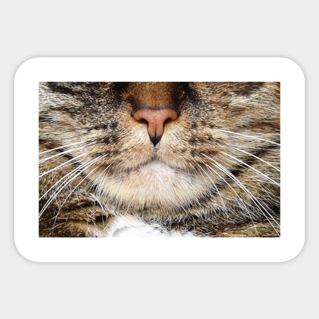 Cat face mask funny design - cat mouth face mask - animal mouth funny mask Sticker by jack22
